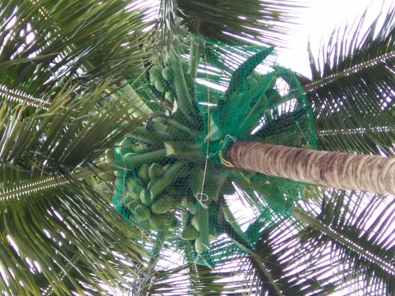 Coconut Tree Safety Nets in Chennai